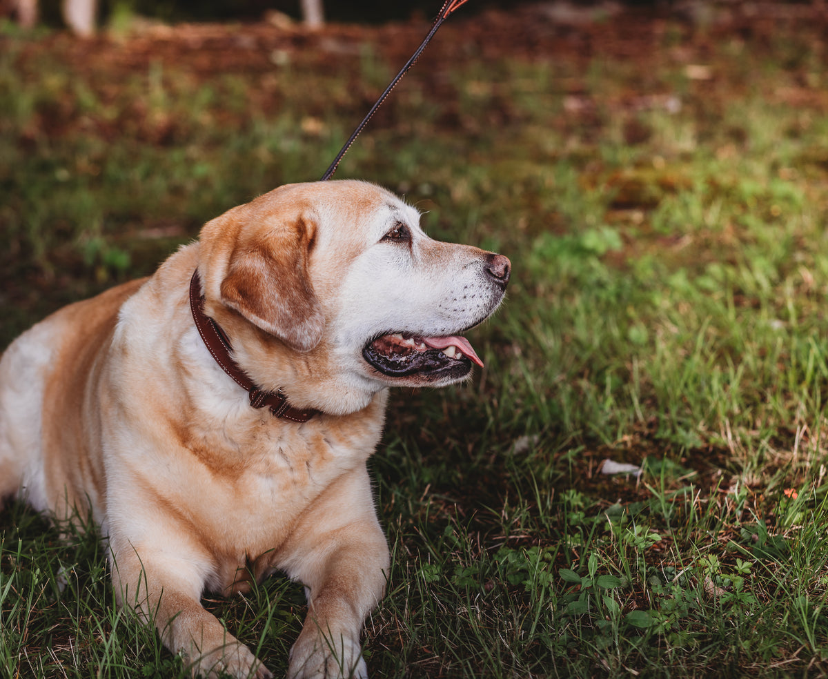 A golden Labrador Retriever lies on the grass, panting with its tongue out. The dog is wearing a Rover Standard Collar by Hanks Belts and is attached to a leash. The surrounding area is green with grass and some blurred natural background elements.