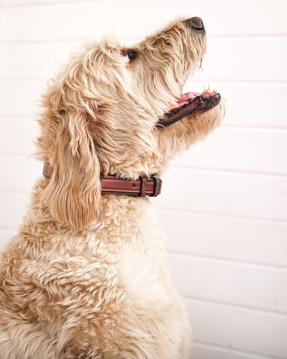 A light brown, curly-haired dog sits and looks upwards against a white, paneled background. The dog's mouth is open as if it is panting or smiling, proudly displaying its Hanks Belts Rover Standard Collar made from premium leather in the USA.