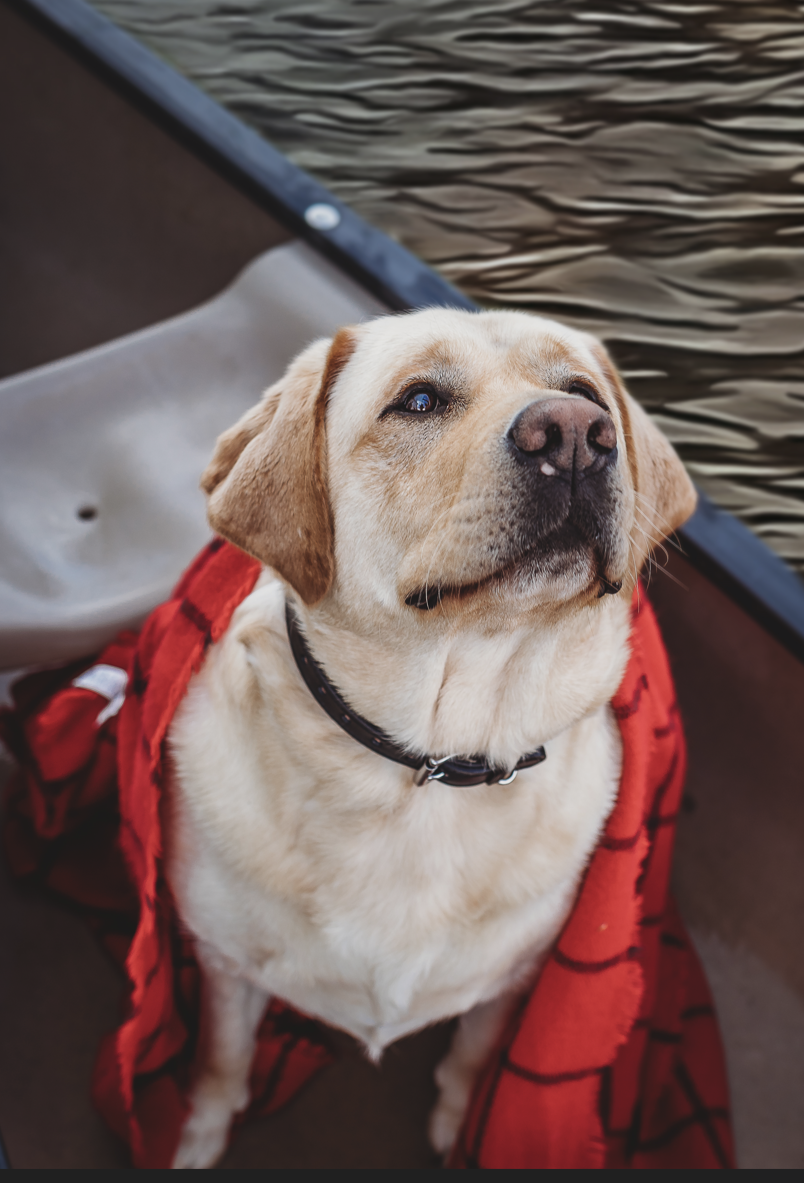 A golden retriever wearing a Rover Standard Collar by Hanks Belts sits in a boat wrapped in a red blanket. The dog looks upward with gentle eyes, while the water outside the boat creates ripples and reflections.