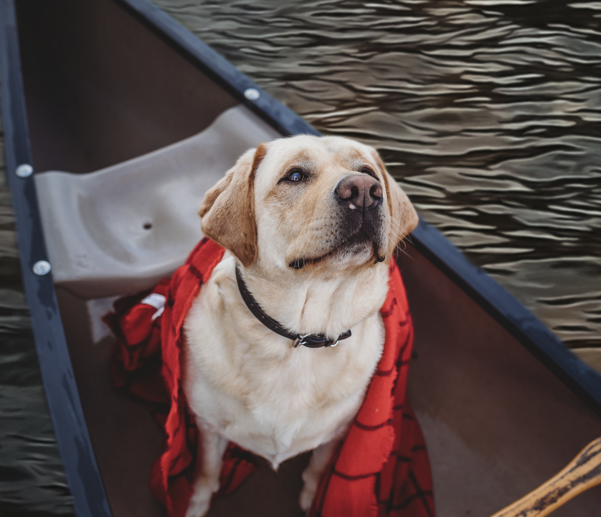 A yellow Labrador Retriever wrapped in a red blanket sits in a canoe floating on a rippling body of water. The dog, wearing a Rover Standard Collar by Hanks Belts, looks up attentively, possibly at the person taking the photo.