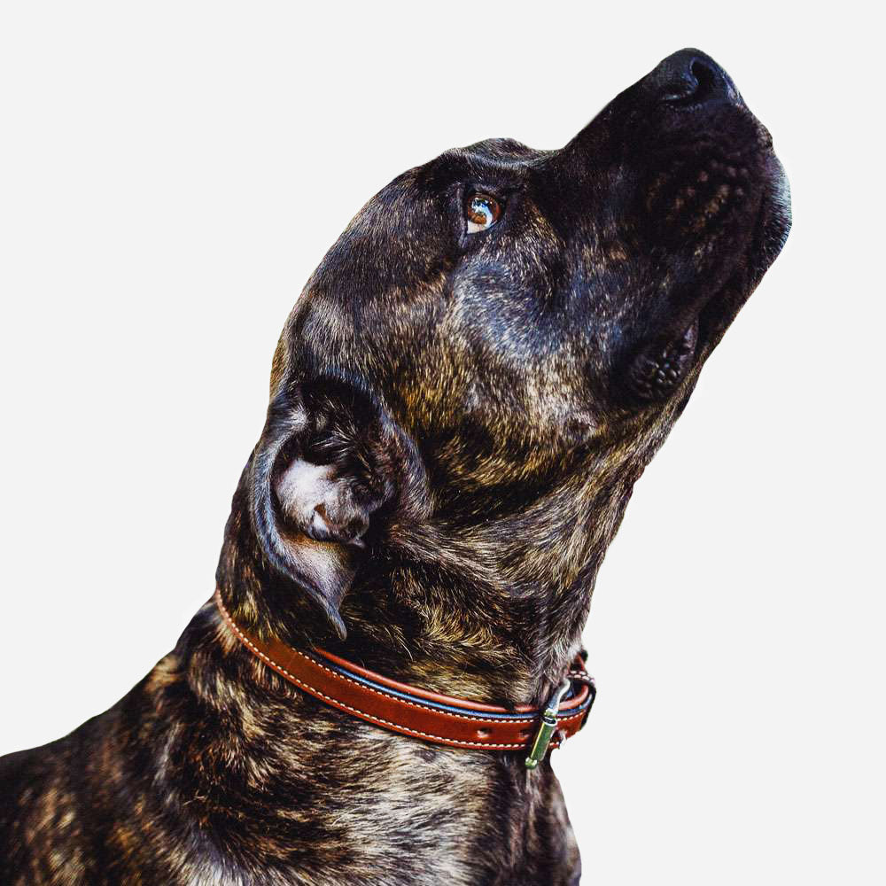 Leather Dog Rover Collar