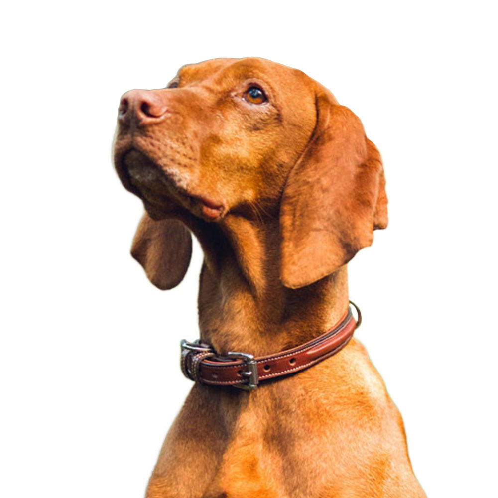 A brown dog with short fur and floppy ears wears the Bentley Raised Collar by Hanks Belts, made from premium English bridle leather, sitting against a white background and looking slightly upward.