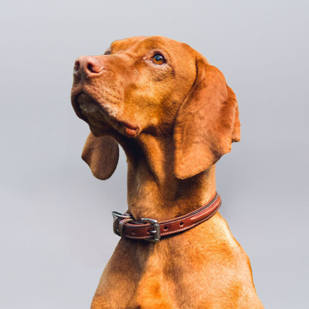 A brown dog with short fur wears the Bentley Raised Collar by Hanks Belts, crafted in the USA from vegetable tanned leather, and gazes upward against a plain gray background.