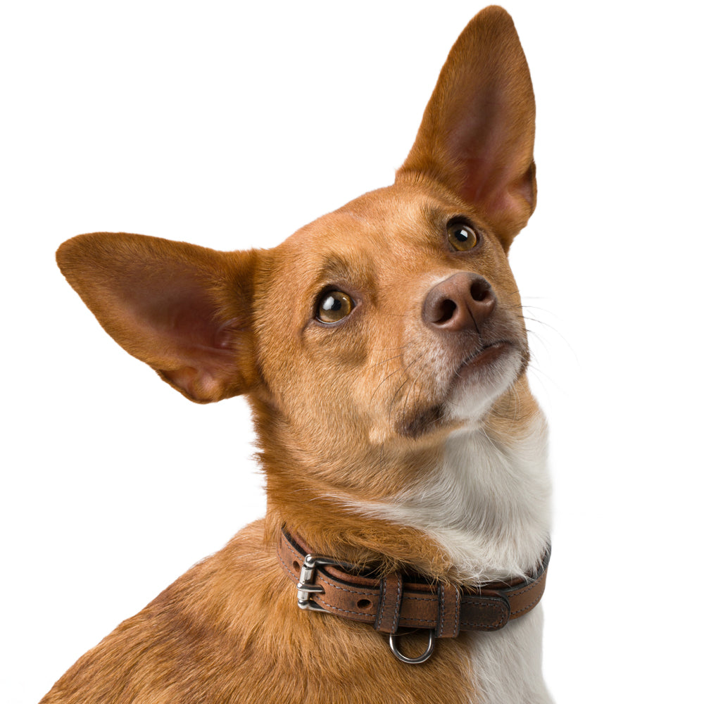 A brown dog with large pointed ears and a white chest wears the Hanks Belts Kodak Bison Collar, crafted from premium bison leather, and gazes up curiously against a white background.
