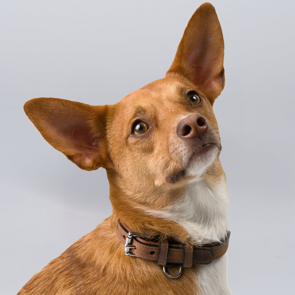 A brown dog with large, upright ears and a white chest marking looks up curiously. It is wearing the Kodak Bison Collar from Hanks Belts against a plain light gray background.