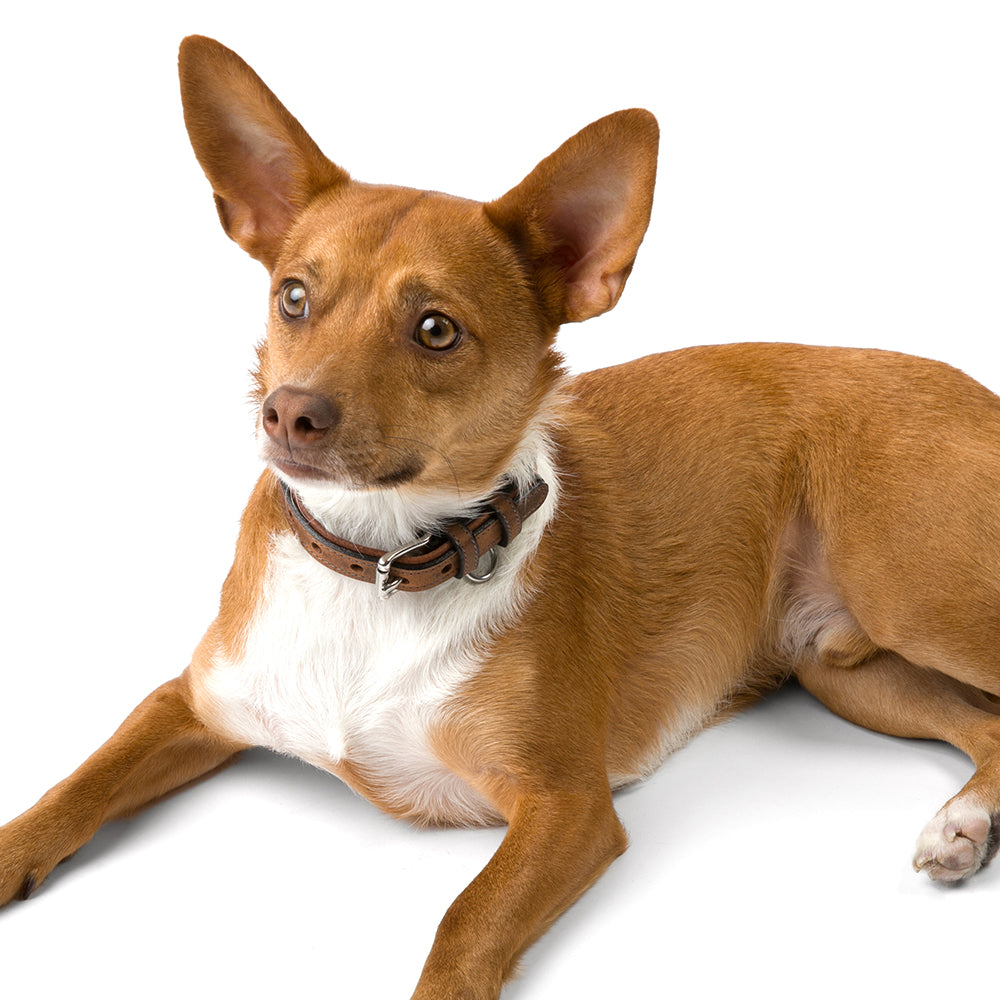 A small brown and white dog with large, upright ears wears a Hanks Belts Kodak Bison Collar while lying on a white background and looking slightly upward.