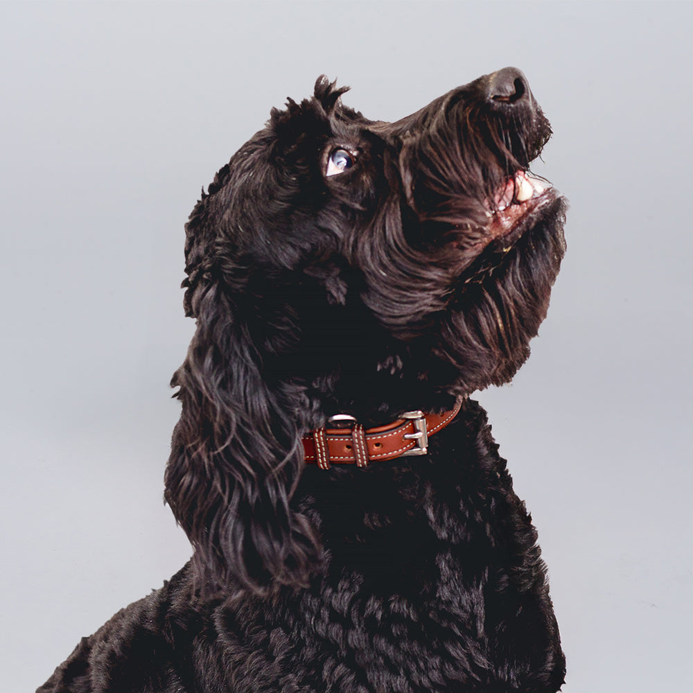 A black dog with curly fur wears the Hanks Belts Rover Standard Collar in brown premium leather, looking upward against a plain light gray background.