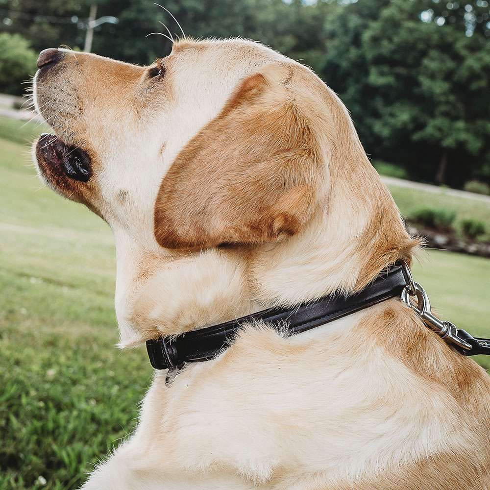 A yellow Labrador retriever wearing a Hanks Belts Bentley Raised Collar in black sits on grass outdoors, looking up, with trees and a road blurred in the background.