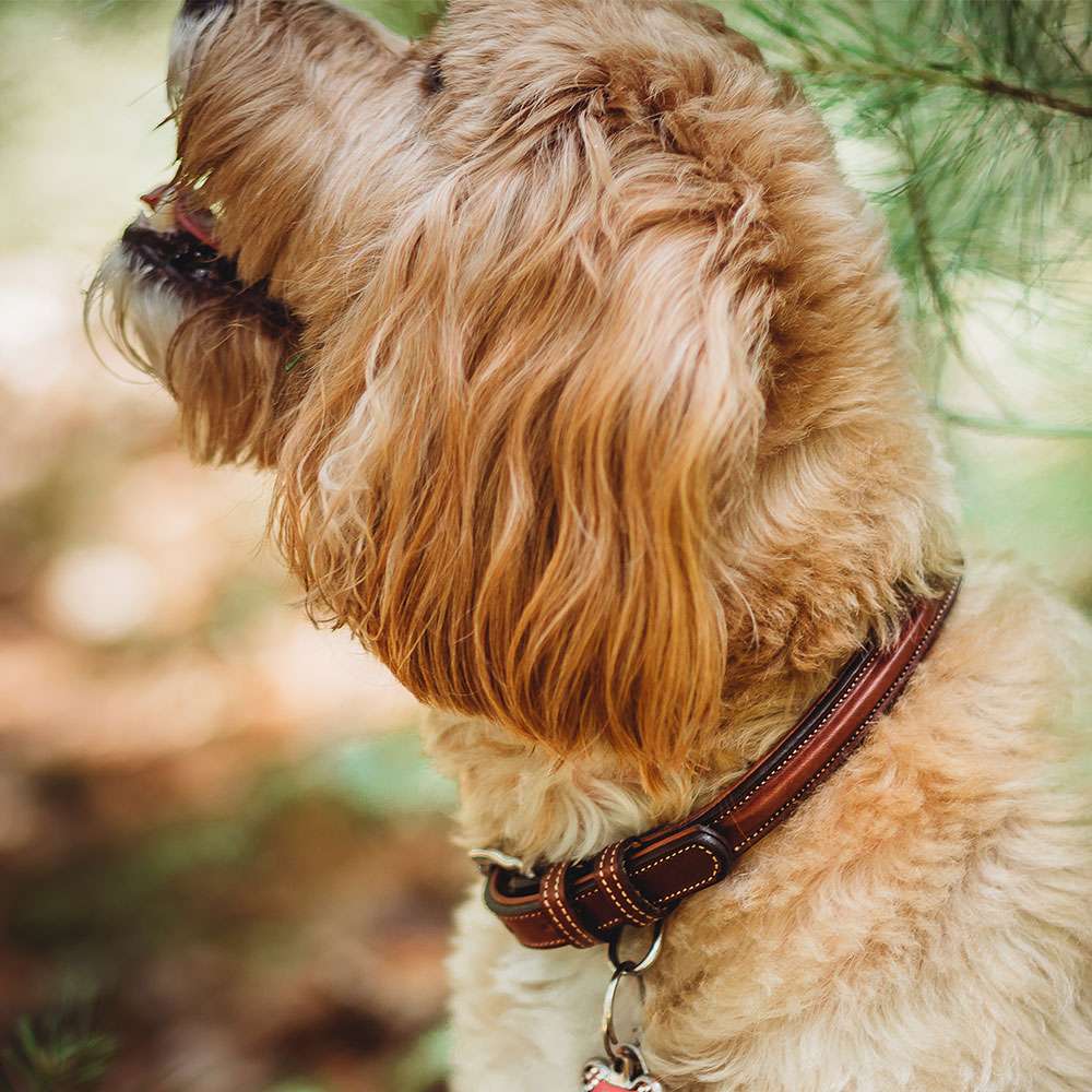 A fluffy, light brown dog with wavy fur stands outdoors among green foliage, wearing the Bentley Raised Collar by Hanks Belts, and looks upward and slightly away from the camera.