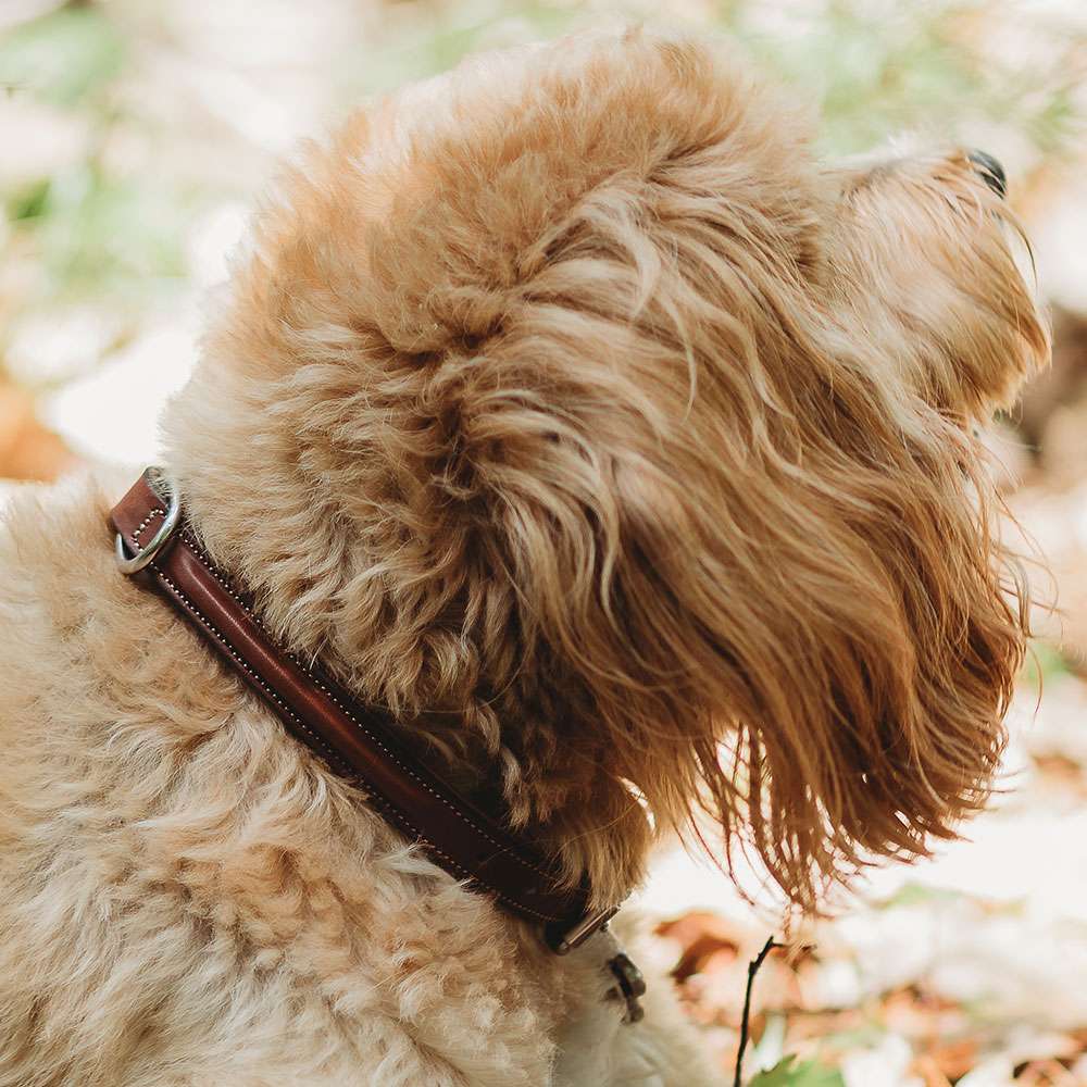 A fluffy, light brown dog with curly fur is shown outdoors wearing the Hanks Belts Bentley Raised Collar, crafted from premium English bridle leather. The blurred green and white background suggests a natural setting.