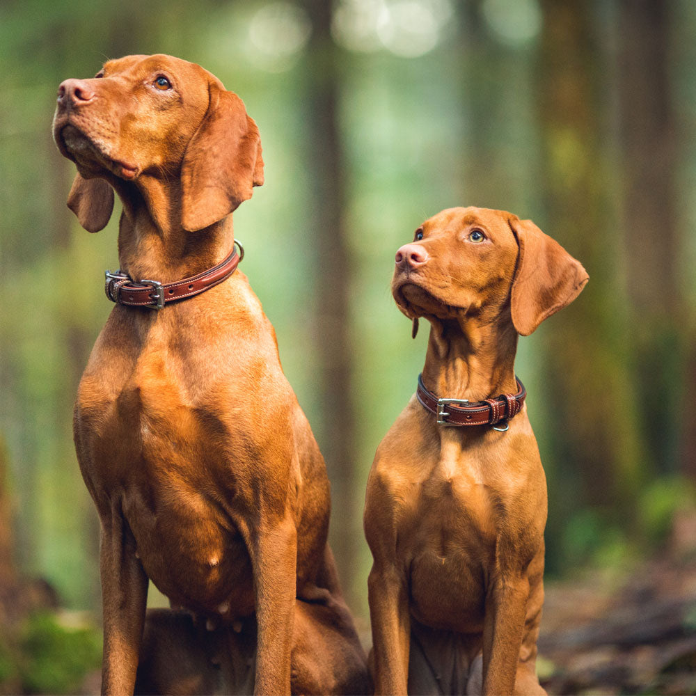 Two brown dogs with short fur and matching Bentley Raised Collars by Hanks Belts sit side by side in a sunlit forest, their premium leather collars glowing softly as they gaze attentively upward among the blurred green trees.