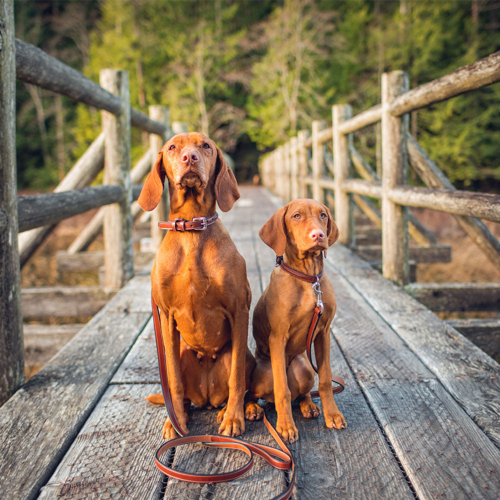 Two brown dogs, one larger and one smaller, sit side by side on a wooden bridge. Both dogs wear collars and leashes made of English Bridle leather with padded handles from Hanks Belts' Bentley Leash collection. The background features a dense forest with green trees, creating a serene outdoor setting.