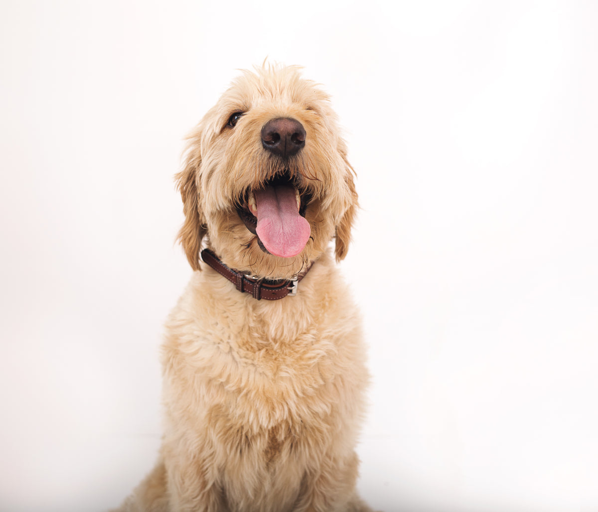 A fluffy, golden-colored dog with a happy expression sits facing forward against a white background. The dog&#39;s mouth is open, tongue hanging out, and it is wearing a premium Rover Standard Collar by Hanks Belts.
