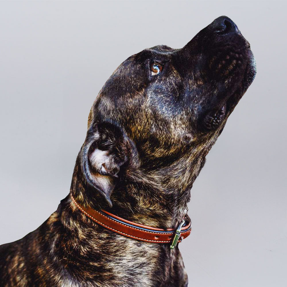 Rover Standard Collar - Hanks Belts