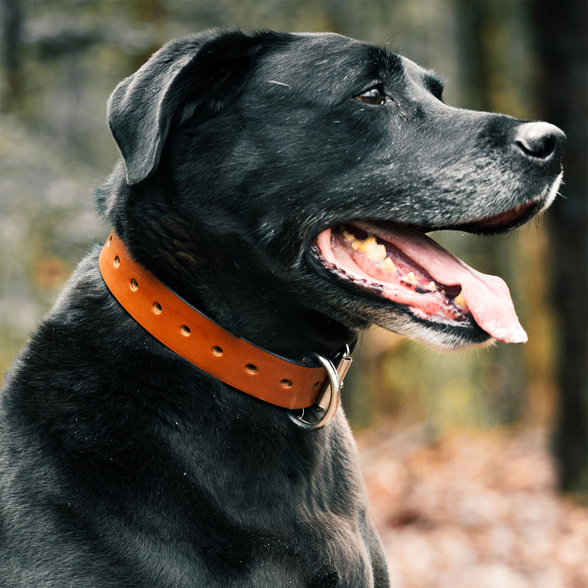 A black dog with a gray muzzle wears a Hanks Belts Big Ass Dog Collar for Big Ass Dogs and gazes to the side, mouth open and tongue out, while outdoors in a natural setting.