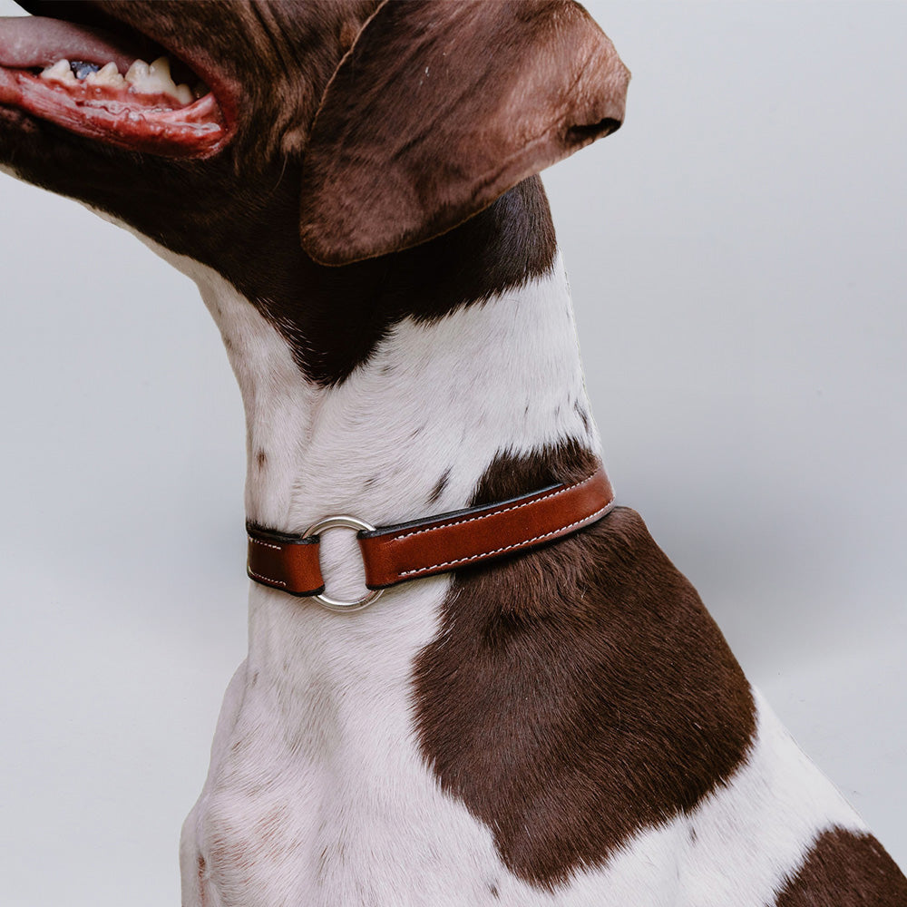 A close-up of a brown and white dog's neck and face, wearing the Old Reliable Collar With D-Ring by Hanks Belts—crafted from vegetable tanned leather with white stitching—set against a plain light background.
