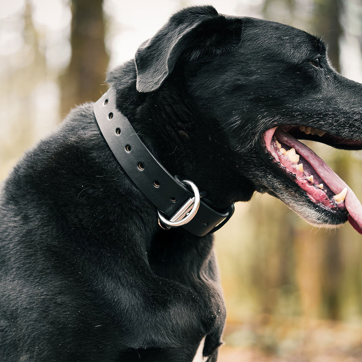 A close-up of a black dog wearing the Hanks Belts Big Ass Dog Collar for Big Ass Dogs with metal hardware, standing outdoors with its mouth open and tongue out against a blurred background of trees.
