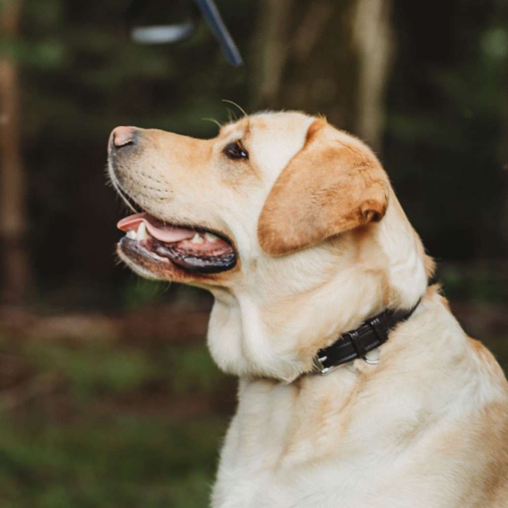 Leather Dog Rover Collar