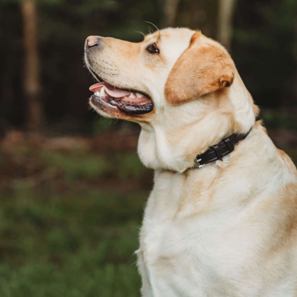 Leather Dog Rover Collar