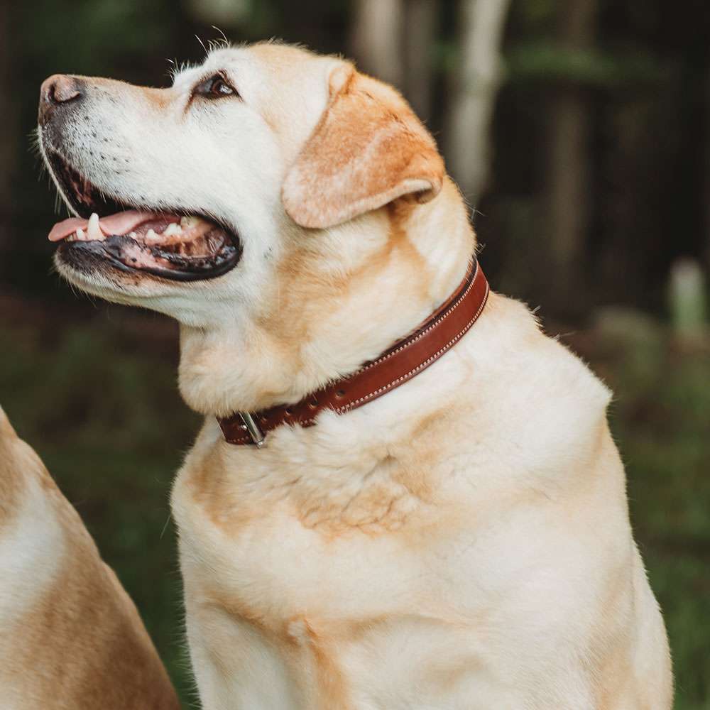 Leather Dog Rover Collar