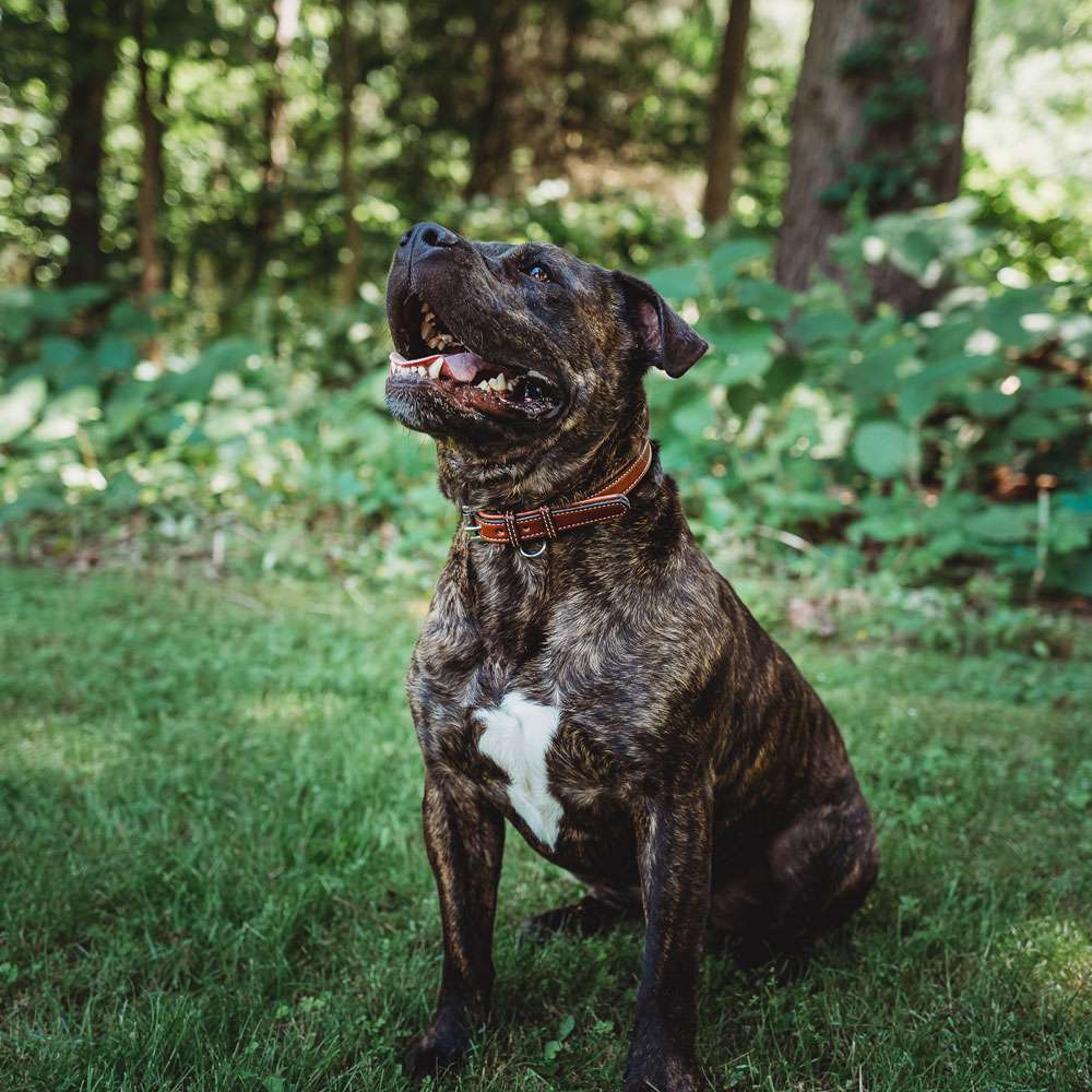 Leather Dog Rover Collar