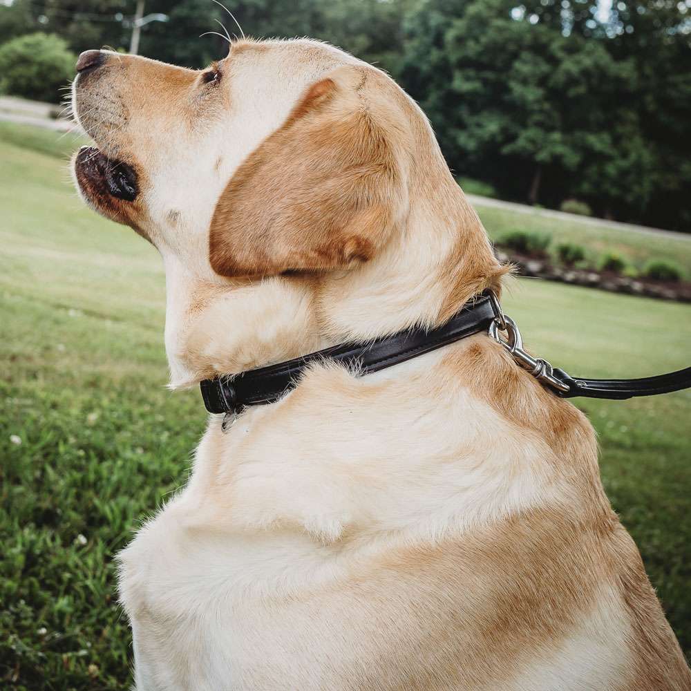 Leather Dog Rover Collar