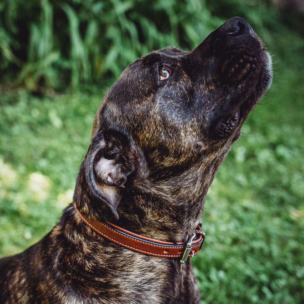 Leather Dog Rover Collar