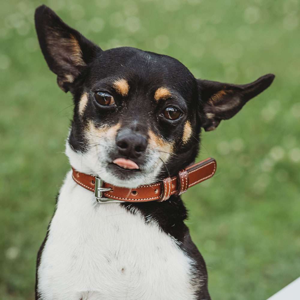 Leather Dog Rover Collar