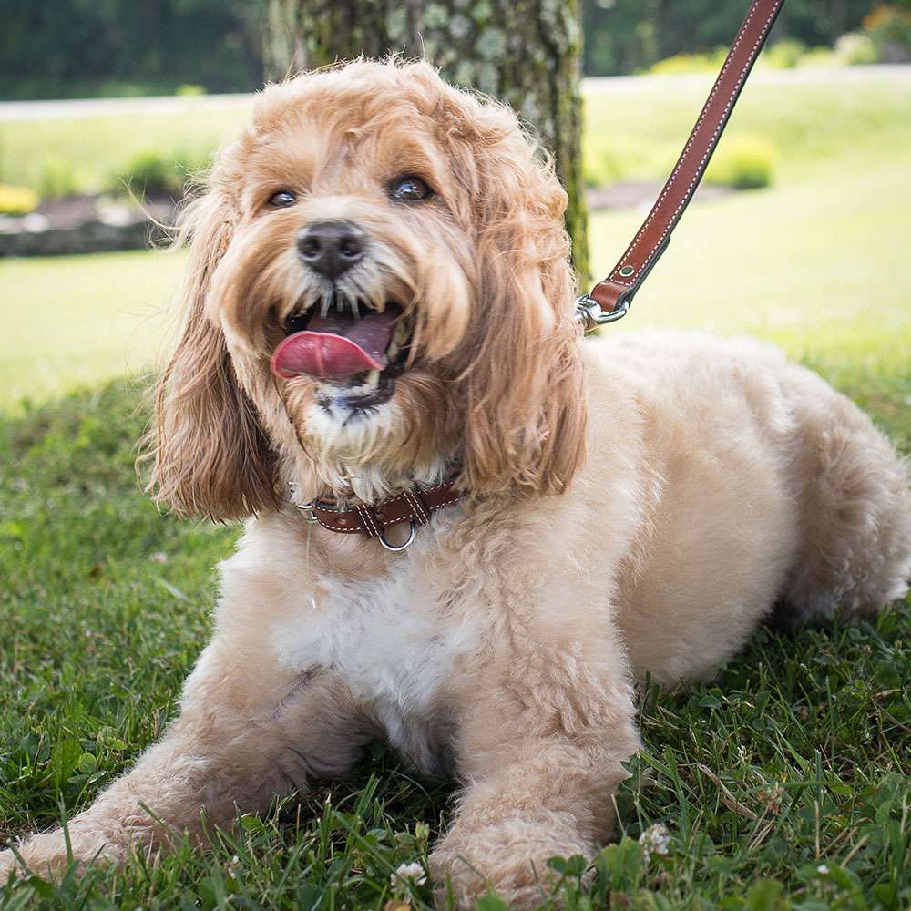 Traffic leash sales